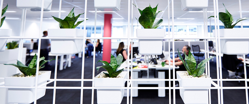Ricoh office plants interior