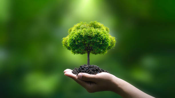 phát triển bền vững